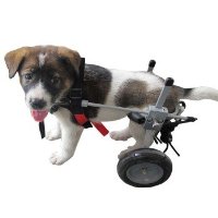 wheelchair-dog-small